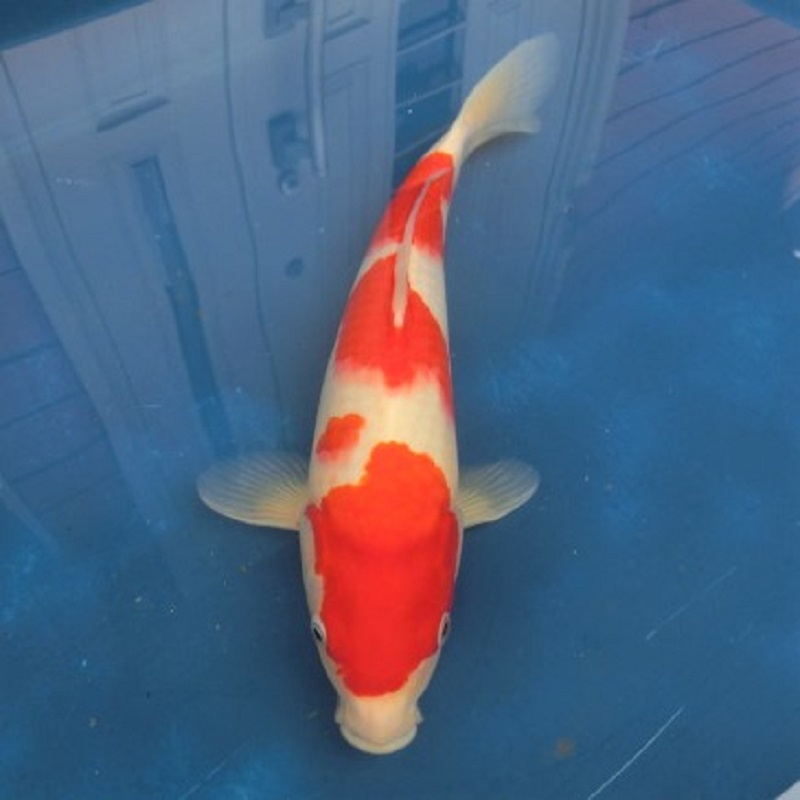099H467 錦鯉 紅白 37cm