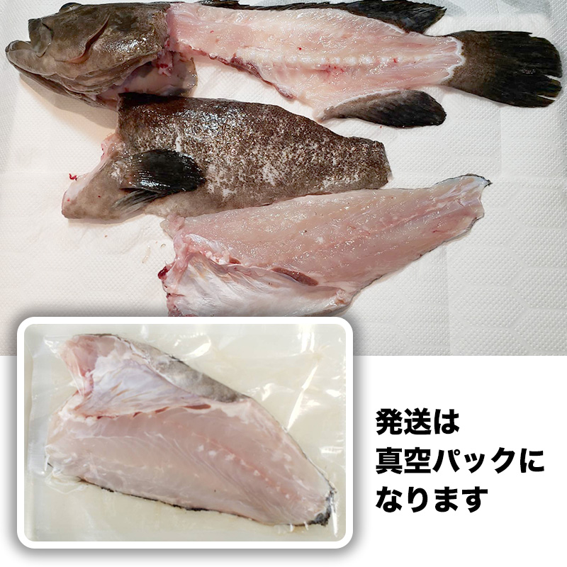 099H662 【冷蔵配送】高級魚 本物のクエ 養殖 1.8kg以上