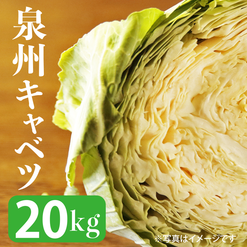 010B343 【先行予約】射手矢さんちの泉州キャベツ20kg